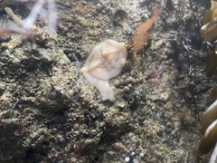 Diaulula sandiegensis