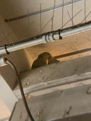 Agapornis roseicollis