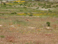 Raphicerus campestris