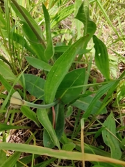 Urospermum dalechampii