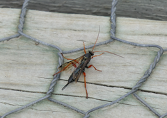 Echthromorpha intricatoria