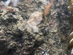 Diaulula sandiegensis