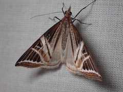 Phrataria transcissata