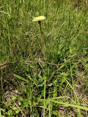 Urospermum dalechampii