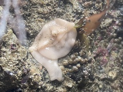 Diaulula sandiegensis