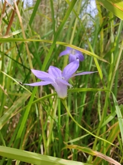 Wahlenbergia stricta