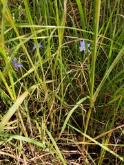 Wahlenbergia stricta