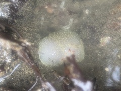 Acanthodoris nanaimoensis