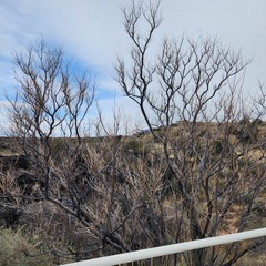Prosopis glandulosa