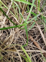 Wahlenbergia stricta