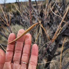 Prosopis glandulosa