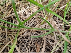 Wahlenbergia stricta