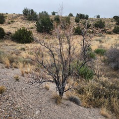 Prosopis glandulosa