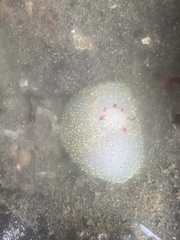 Acanthodoris nanaimoensis