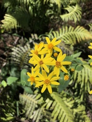 Senecio velleioides