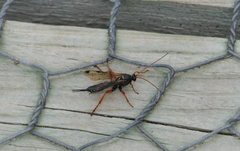 Echthromorpha intricatoria