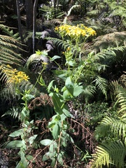Senecio velleioides