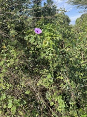 Ipomoea crassipes