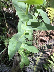 Senecio velleioides