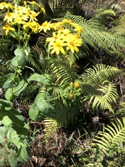 Senecio velleioides