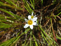 Romulea leipoldtii