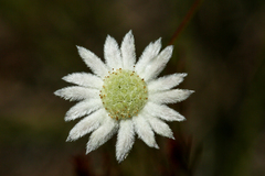 Actinotus minor