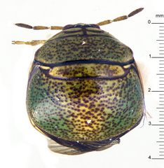 Plataspidae