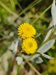 Chrysocephalum apiculatum