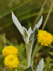 Chrysocephalum apiculatum