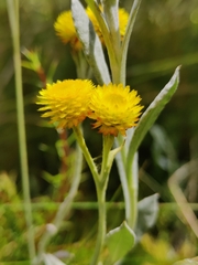 Chrysocephalum apiculatum