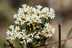 Castiarina octospilota
