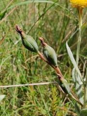 Chrysocephalum apiculatum
