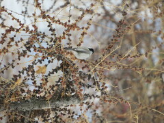 Poecile montanus