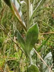Chrysocephalum apiculatum