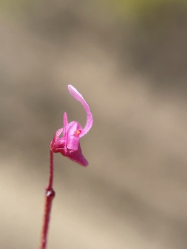 Image of Utricularia tenella by (c) Matt Berger, some rights reserved (CC BY)