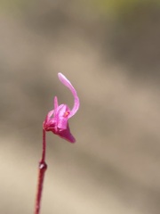 Utricularia tenella