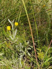 Chrysocephalum apiculatum