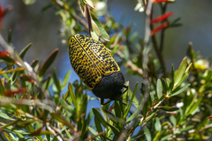 Stigmodera macularia