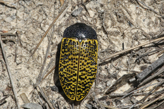Stigmodera macularia