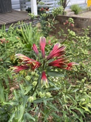Alstroemeria psittacina