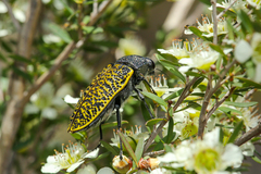 Stigmodera macularia