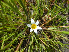 Romulea leipoldtii