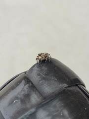 Metaphidippus