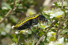 Stigmodera macularia
