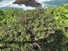 Osteomeles anthyllidifolia