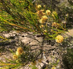 Melaleuca uncinata