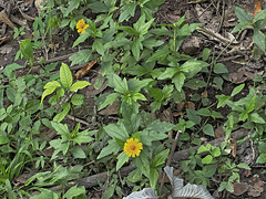 Sphagneticola trilobata