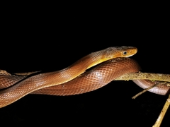 Senticolis triaspis