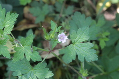 Geranium seemannii