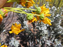 Euryops dregeanus